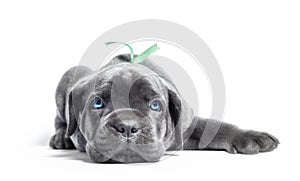 Little puppy dog Ã¢â¬â¹Ã¢â¬â¹of breed canecorso on a white background in isolation close up photo